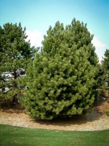 Сосна Чёрная (Pinus Nigra) купить по цене от 270.00р. в интернет-магазине «Посадика» с доставкой почтой в в Семилукие и по всей России – [изображение №1].