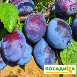 Слива Чачакская ранняя купить по цене от 229.00р. в интернет-магазине «Посадика» с доставкой почтой в в Семилукие и по всей России – [изображение №1].