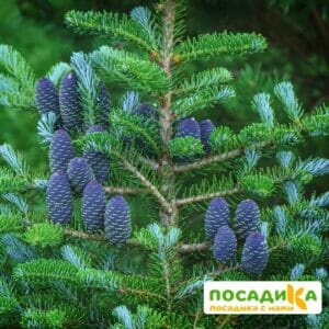 Пихта корейская (Abies koreana) купить по цене от 450.00р. в интернет-магазине «Посадика» с доставкой почтой в в Семилукие и по всей России – [изображение №1].