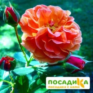 Роза Арабия купить по цене от 350.00р. в интернет-магазине «Посадика» с доставкой почтой в в Семилукие и по всей России – [изображение №1].