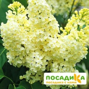 Сирень Примроуз (Primrose) купить по цене от 529.00р. в интернет-магазине «Посадика» с доставкой почтой в в Семилукие и по всей России – [изображение №1].