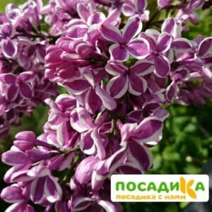 Сирень Сенсация купить по цене от 529.00р. в интернет-магазине «Посадика» с доставкой почтой в в Семилукие и по всей России – [изображение №1].