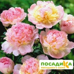 Пион Распберри Сандей (Paeonia Raspberry Sundae) купить по цене от 959р. в интернет-магазине «Посадика» с доставкой почтой в в Семилукие и по всей России – [изображение №1].