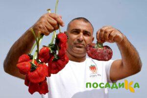 Клубника Гигант Джорнея купить по цене от 266р. в интернет-магазине «Посадика» с доставкой почтой в в Семилукие и по всей России – [изображение №1].