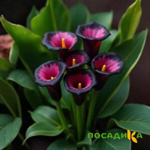 Калла Аура Лейс купить по цене от 400р. в интернет-магазине «Посадика» с доставкой почтой в в Семилукие и по всей России – [изображение №1].