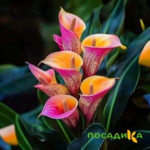 Калла Оникс купить по цене от 450р. в интернет-магазине «Посадика» с доставкой почтой в в Семилукие и по всей России – [изображение №1].