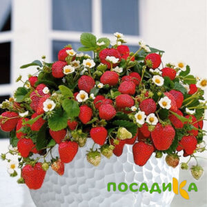 Клубника Рубиновый Шепот (горшечная) купить по цене от 240р. в интернет-магазине «Посадика» с доставкой почтой в в Семилукие и по всей России – [изображение №1].