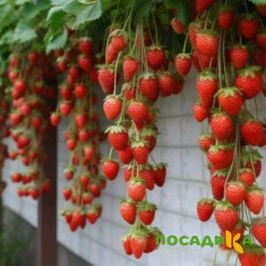 Клубника вьющаяся Комплимент купить по цене от 470р. в интернет-магазине «Посадика» с доставкой почтой в в Семилукие и по всей России – [изображение №1].