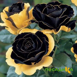 Роза Ханни Сикл купить по цене от 700р. в интернет-магазине «Посадика» с доставкой почтой в в Семилукие и по всей России – [изображение №1].