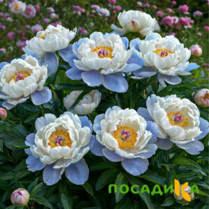 Пион акварельный Этюд купить по цене от 806р. в интернет-магазине «Посадика» с доставкой почтой в в Семилукие и по всей России – [изображение №1].