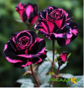 Роза Багровый Шепот купить по цене от 366р. в интернет-магазине «Посадика» с доставкой почтой в в Семилукие и по всей России – [изображение №1].