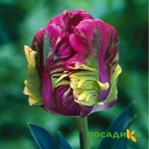 Тюльпан Экзотик Хэвен купить по цене от 186р. в интернет-магазине «Посадика» с доставкой почтой в в Семилукие и по всей России – [изображение №1].
