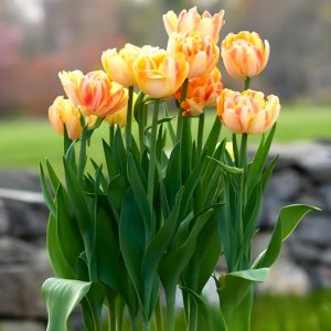 Тюльпан Верона Санрайз купить по цене от 280р. в интернет-магазине «Посадика» с доставкой почтой в в Семилукие и по всей России – [изображение №1].