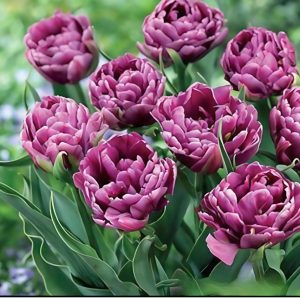 Тюльпан Айс Крим купить по цене от 430р. в интернет-магазине «Посадика» с доставкой почтой в в Семилукие и по всей России – [изображение №1].