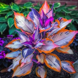 Хоста Эмеральд Тиара купить по цене от 602р. в интернет-магазине «Посадика» с доставкой почтой в в Семилукие и по всей России – [изображение №1].