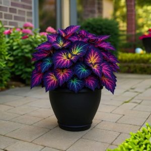 Хоста Фрости Блю купить по цене от 389р. в интернет-магазине «Посадика» с доставкой почтой в в Семилукие и по всей России – [изображение №1].