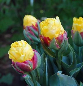 Тюльпан Айс Крим Банана купить по цене от 360р. в интернет-магазине «Посадика» с доставкой почтой в в Семилукие и по всей России – [изображение №1].