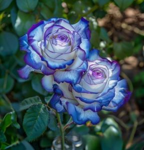 Роза Пэтолз Хоуп купить по цене от 333р. в интернет-магазине «Посадика» с доставкой почтой в в Семилукие и по всей России – [изображение №1].