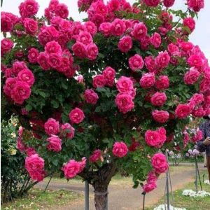 Роза Версаля купить по цене от 232р. в интернет-магазине «Посадика» с доставкой почтой в в Семилукие и по всей России – [изображение №1].