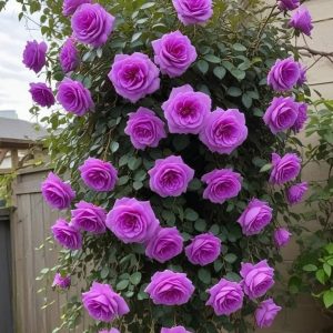 Роза Мистик Уайт купить по цене от 620р. в интернет-магазине «Посадика» с доставкой почтой в в Семилукие и по всей России – [изображение №1].