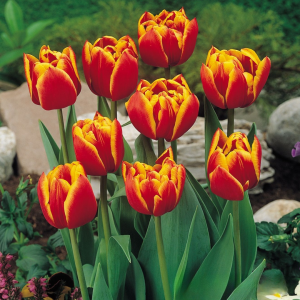 Тюльпан Блэк Фаер купить по цене от 275р. в интернет-магазине «Посадика» с доставкой почтой в в Семилукие и по всей России – [изображение №1].