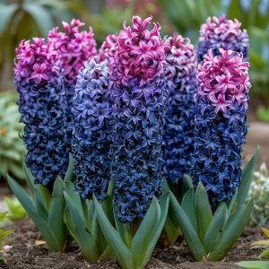 Гиацинт Блю Спринг купить по цене от 2099р. в интернет-магазине «Посадика» с доставкой почтой в в Семилукие и по всей России – [изображение №1].