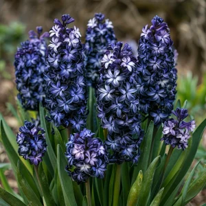 Гиацинт Блум Клауд купить по цене от 2099р. в интернет-магазине «Посадика» с доставкой почтой в в Семилукие и по всей России – [изображение №1].