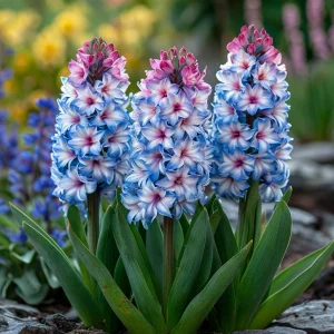 Гиацинт Пинк Мари купить по цене от 2099р. в интернет-магазине «Посадика» с доставкой почтой в в Семилукие и по всей России – [изображение №1].