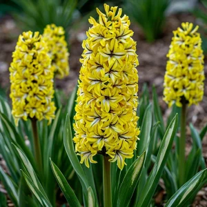 Гиацинт Сансет Голд купить по цене от 2099р. в интернет-магазине «Посадика» с доставкой почтой в в Семилукие и по всей России – [изображение №1].