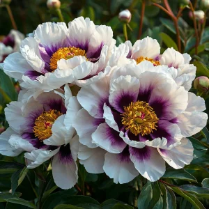 Пион Эко Саммер купить по цене от 548р. в интернет-магазине «Посадика» с доставкой почтой в в Семилукие и по всей России – [изображение №1].