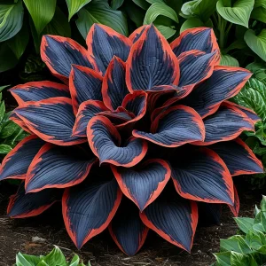 Хоста Солнечный Агат купить по цене от 440р. в интернет-магазине «Посадика» с доставкой почтой в в Семилукие и по всей России – [изображение №1].