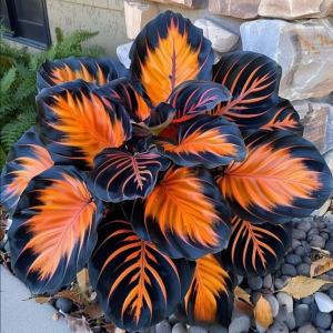 Хоста Сикрет Форест купить по цене от 601р. в интернет-магазине «Посадика» с доставкой почтой в в Семилукие и по всей России – [изображение №1].