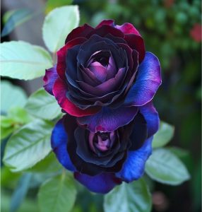 Роза Скарлет Рэвери купить по цене от 489р. в интернет-магазине «Посадика» с доставкой почтой в в Семилукие и по всей России – [изображение №1].