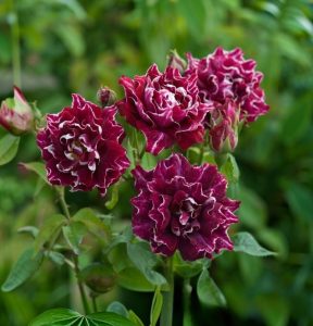 Роза Опаловый Пейзаж купить по цене от 490р. в интернет-магазине «Посадика» с доставкой почтой в в Семилукие и по всей России – [изображение №1].