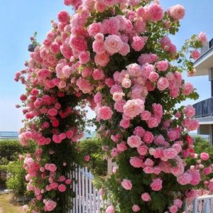 Роза Пастель Розе купить по цене от 605р. в интернет-магазине «Посадика» с доставкой почтой в в Семилукие и по всей России – [изображение №1].