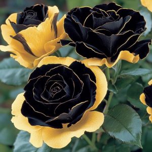 Роза Ханни Сикл купить по цене от 700р. в интернет-магазине «Посадика» с доставкой почтой в в Семилукие и по всей России – [изображение №1].