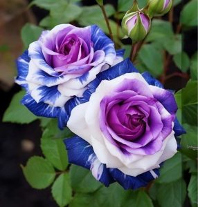 Роза Айвори Каскад купить по цене от 420р. в интернет-магазине «Посадика» с доставкой почтой в в Семилукие и по всей России – [изображение №1].