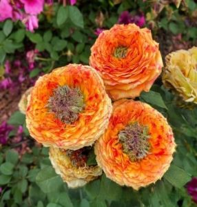 Роза Золотой Мираж купить по цене от 420р. в интернет-магазине «Посадика» с доставкой почтой в в Семилукие и по всей России – [изображение №1].