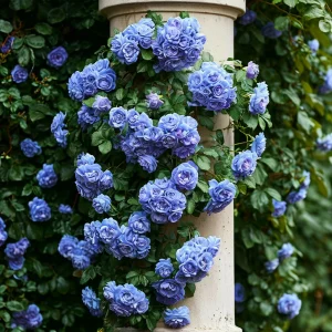 Роза плетистая Блю Перпл купить по цене от 540р. в интернет-магазине «Посадика» с доставкой почтой в в Семилукие и по всей России – [изображение №1].